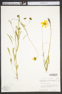 Coreopsis lanceolata image