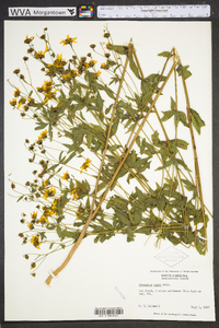 Coreopsis major image