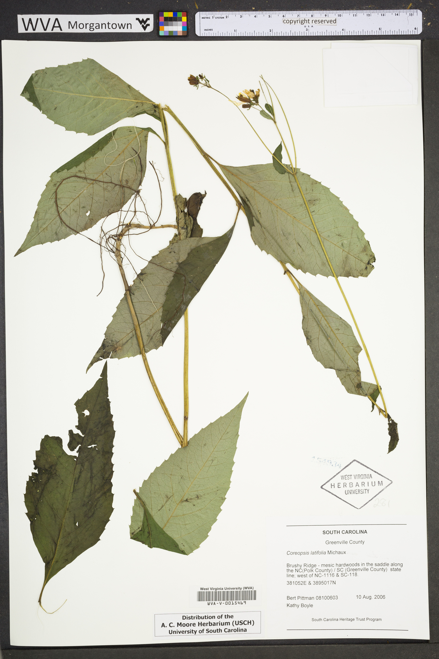 Coreopsis latifolia image