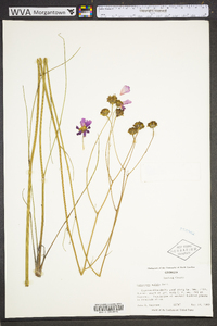 Coreopsis nudata image