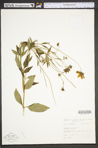 Coreopsis pubescens image