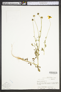 Coreopsis pubescens image