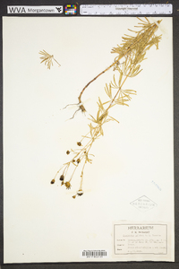 Coreopsis pulchra image