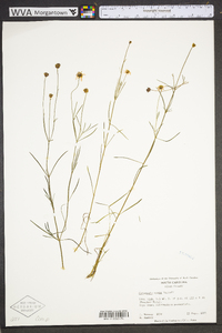 Coreopsis rosea image