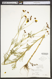 Coreopsis tinctoria image