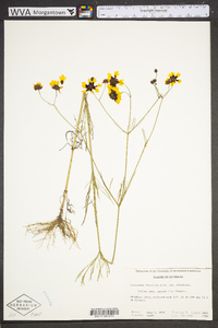 Coreopsis tinctoria image