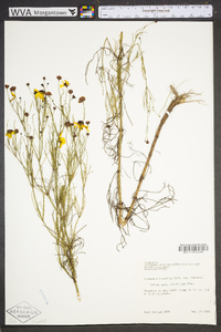 Coreopsis tinctoria image