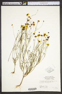 Coreopsis tinctoria image