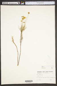 Coreopsis verticillata image