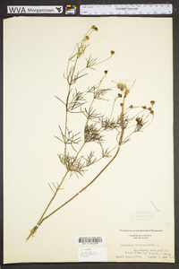 Coreopsis verticillata image