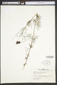 Coreopsis verticillata image