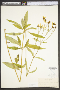 Coreopsis tripteris image