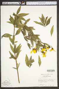 Coreopsis tripteris image