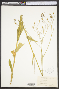 Crepis pulchra image