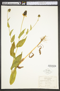 Rudbeckia amplexicaulis image