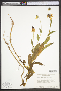 Rudbeckia amplexicaulis image