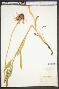 Echinacea pallida image