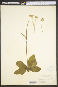 Elephantopus tomentosus image