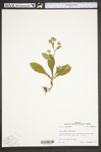 Elephantopus tomentosus image