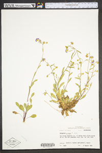 Erigeron tenuis image