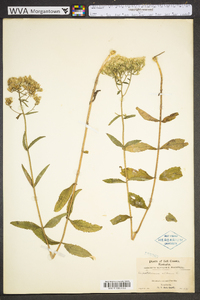 Eupatorium album image