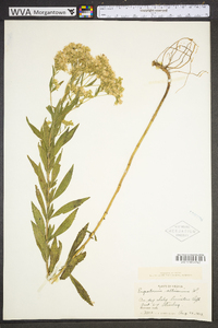 Eupatorium altissimum image