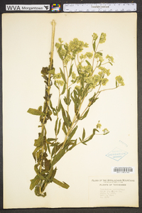 Eupatorium altissimum image