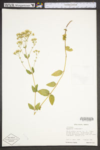 Ageratina aromatica image