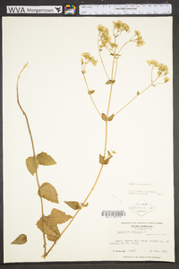 Ageratina aromatica image