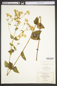 Ageratina aromatica image