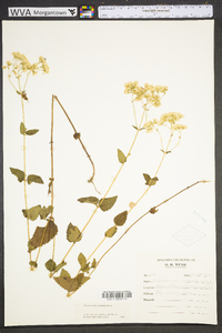 Ageratina aromatica image