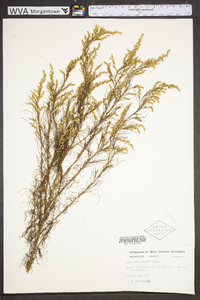 Eupatorium capillifolium image