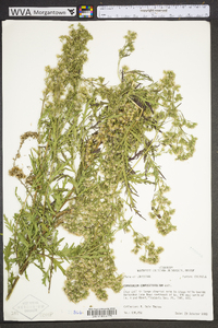 Eupatorium compositifolium image