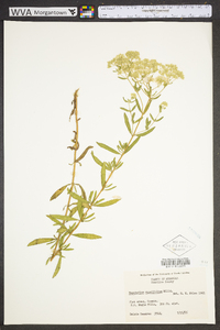 Eupatorium glaucescens image