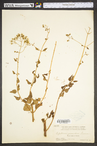 Ageratina jucunda image