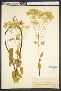 Eupatorium mikanioides image