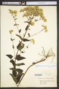 Eupatorium pilosum image