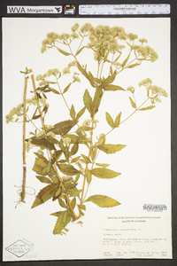 Eupatorium semiserratum image