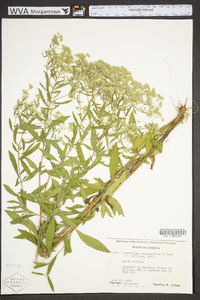 Eupatorium semiserratum image