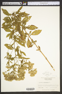 Eupatorium semiserratum image