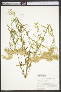 Eupatorium semiserratum image