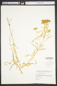 Flaveria linearis image