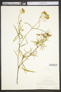 Flaveria linearis image