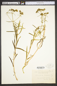 Flaveria linearis image