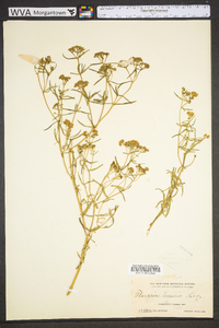 Flaveria linearis image