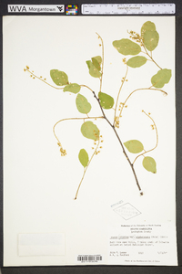 Prunus alabamensis image