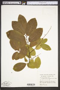 Prunus alabamensis image