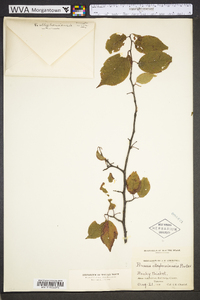 Prunus alleghaniensis image