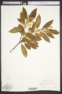 Prunus caroliniana image