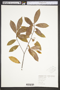 Prunus caroliniana image